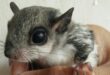 Harga Tupai Terbang Terbaru, Fakta Unik, Cara Hidup dan Perbedaan dengan Sugar Glider