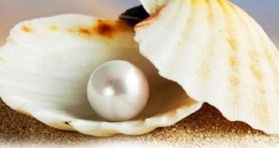 Harga Mutiara Kerang Terbaru